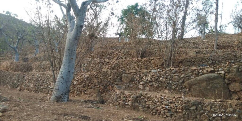 <strong>አ</strong><strong>ስከፊው ድርቅና የኮንሶ ህዝብ ሰቆቃ!</strong>